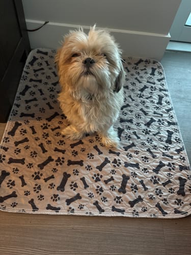 Happy pup 3